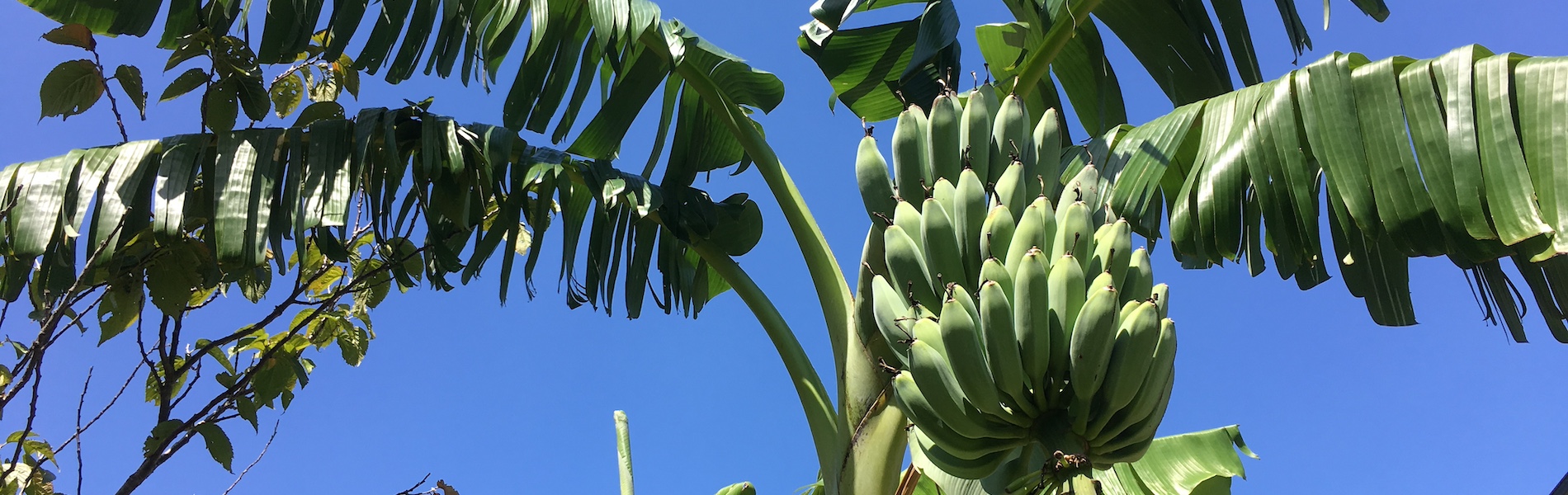 北九州市若松区　あおば施術院　バナナ